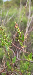 Muehlenbeckia sagittifolia