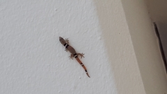 Sphaerodactylus glaucus