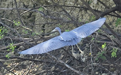 Egretta tricolor