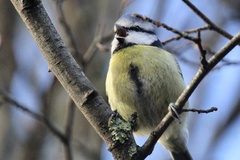 Cyanistes caeruleus