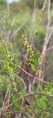 Muehlenbeckia sagittifolia