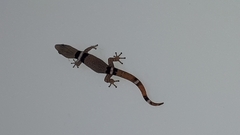 Sphaerodactylus glaucus