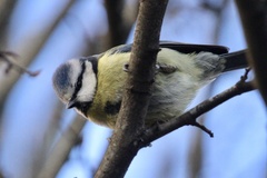 Cyanistes caeruleus
