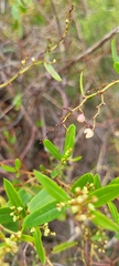Muehlenbeckia sagittifolia