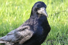 Corvus frugilegus