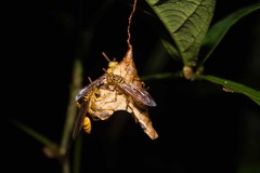 Mischocyttarus angulatus