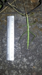 Pseudosermyle strigiceps
