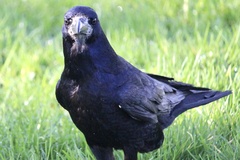 Corvus frugilegus