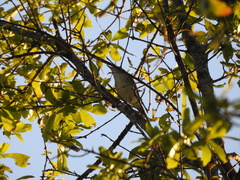 Vireo olivaceus