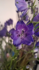 Delphinium madrense