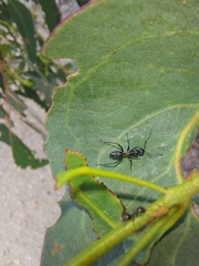 Myrmophyma