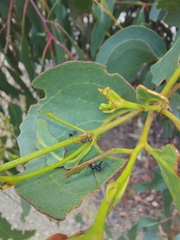 Myrmophyma