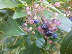 Miconia ligustroides