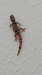 Sphaerodactylus glaucus