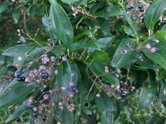 Miconia ligustroides