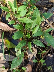 Rorippa sessiliflora