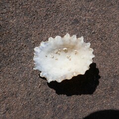 Scutellastra peronii