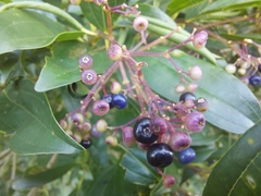 Miconia ligustroides