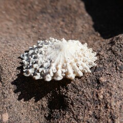 Scutellastra peronii