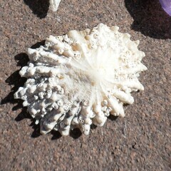 Scutellastra peronii