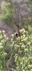 Sesiidae