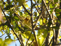 Protonotaria citrea