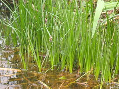 Cyperus blepharoleptos