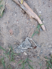 Rhinella atacamensis