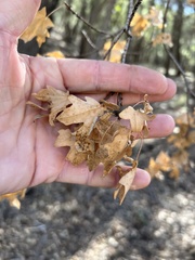 Acer grandidentatum