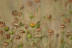 Grindelia pulchella