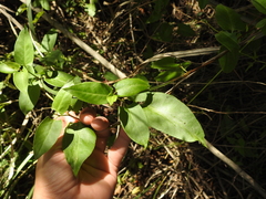Muehlenbeckia sagittifolia