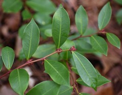 Lyonia lucida