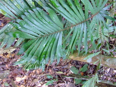 Bactris hirta
