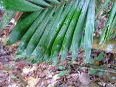 Bactris hirta
