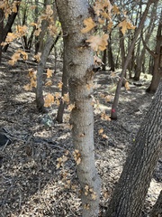 Acer grandidentatum