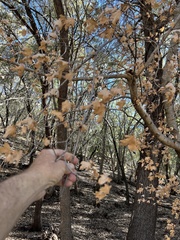 Acer grandidentatum