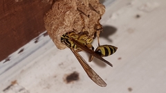 Mischocyttarus basimacula