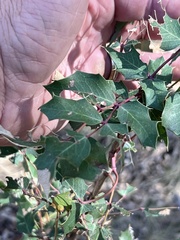 Berberis wilcoxii