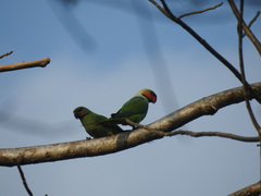 Psittacula longicauda