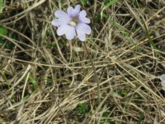 Pinguicula caerulea