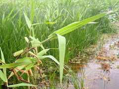 Dichanthelium scoparium
