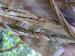 Banisteriopsis caapi