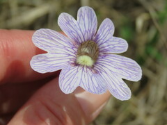 Pinguicula caerulea