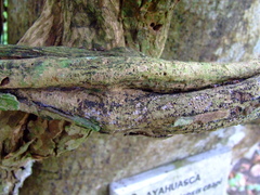 Banisteriopsis caapi