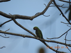 Psittacula longicauda