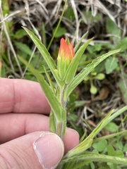 Castilleja indivisa