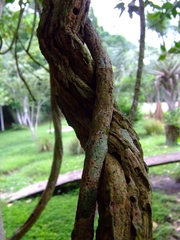 Banisteriopsis caapi