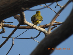 Oriolus chinensis
