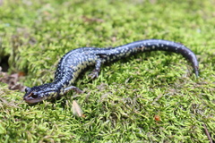 Plethodon albagula