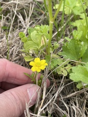 Ranunculus hispidus